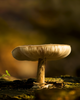 Glass Mushroom Lamp