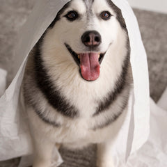 Collection image for: Pet accessories