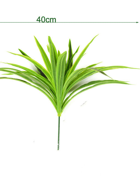 Wall Hanging Spider Plant