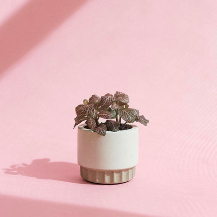Plant potted mold silica gel
