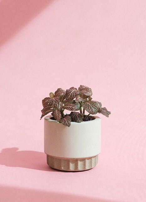 Silicone Plant Pot Mold