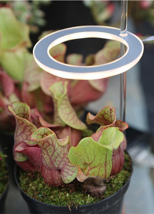 Full Spectrum LED Grow Light ⭐