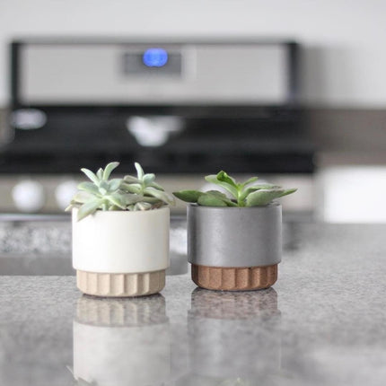 Plant potted mold silica gel