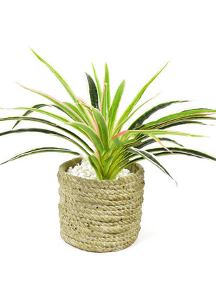 Arreglo floral de pared con plantas de clorofito