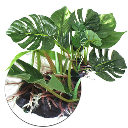 Reptile Box Simulation Plant Aquatic Plants Simulation