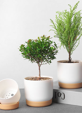Double-Layer Succulent Planter ⭐