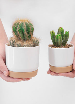 Double-Layer Succulent Planter ⭐