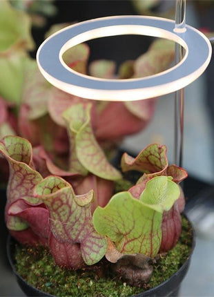 Full Spectrum LED Grow Light ⭐
