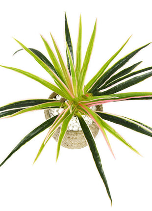 Arreglo floral de pared con plantas de clorofito
