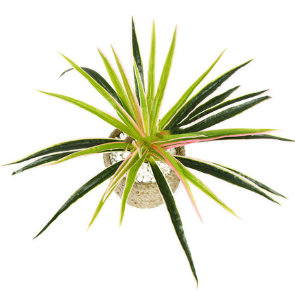Chlorophytum plant wall flower arrangement