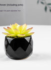 Sapphire Lotus Pot Included