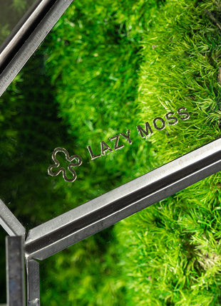 Green Plant Ecological Bottle Potted Plants