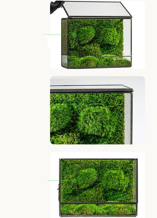 Green Plant Ecological Bottle Potted Plants