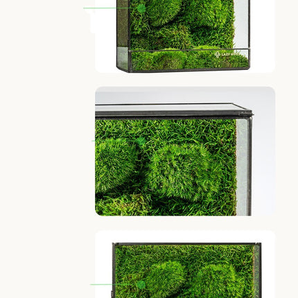 Green Plant Ecological Bottle Potted Plants