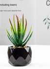 Aloe Pot Included