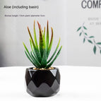 Aloe Pot incluido