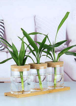 Hydroponic Glass Vase