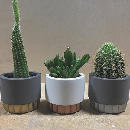 Plant potted mold silica gel