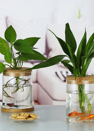 Hydroponic Glass Vase