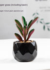 Peperomia Red Pot Included