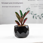 Peperomia Maceta Roja Incluida