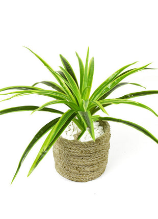 Arreglo floral de pared con plantas de clorofito