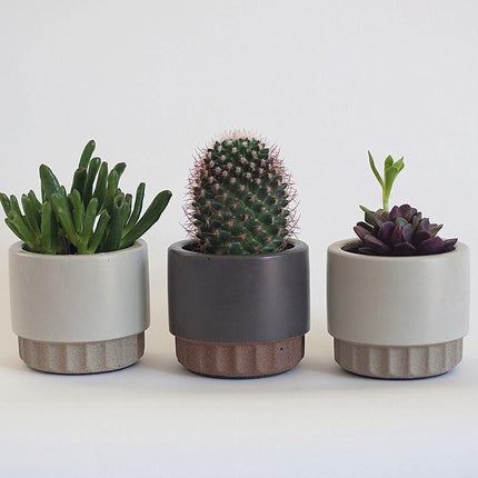 Plant potted mold silica gel
