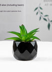 Duckbill Aloe Pot Included