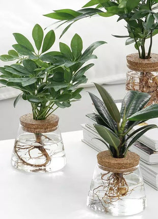 Hydroponic Glass Vase