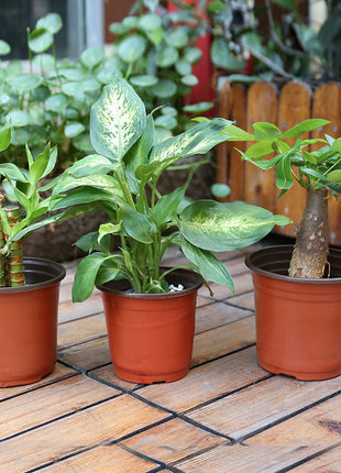 Plant Feeding Block