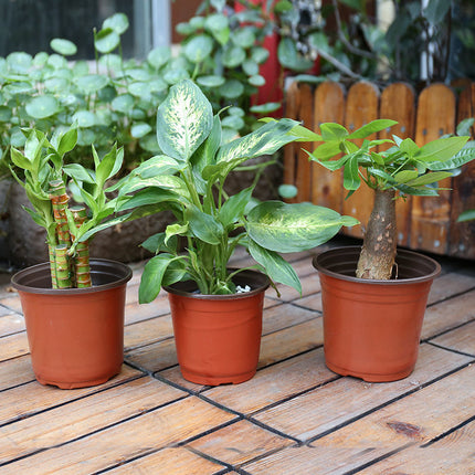 Plastic Nutrition Feeding Block Planting