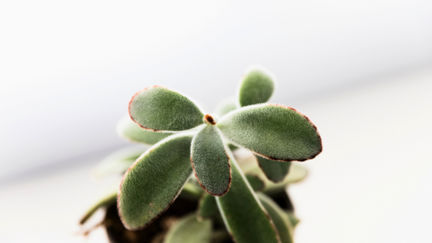 Banner image for: <h2><strong>Your home deserves a touch of green</strong></h2>