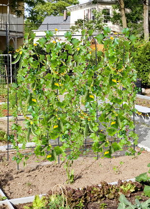 U-Shaped Garden Trellis