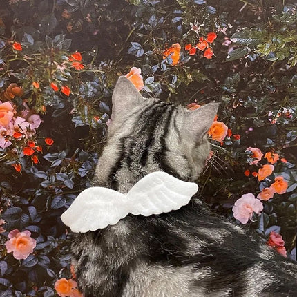 Nuevos accesorios de alas de ángel con collar blanco para mascotas, específicos para gatos